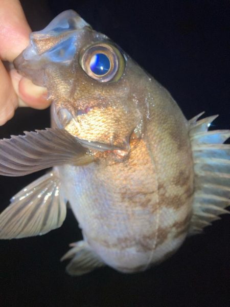 2023ライトゲーム最終戦（第50戦）