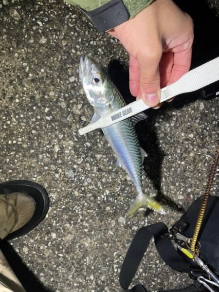 アジングとサビキ