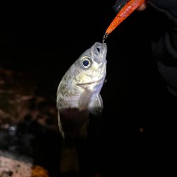 まだまだ釣れる!