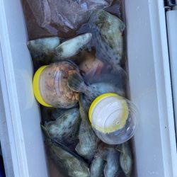 寒い中のカワハギ