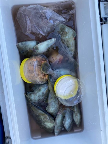 寒い中のカワハギ