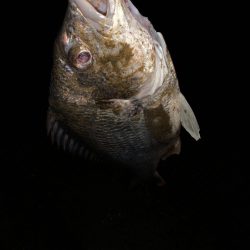 淀川のチニング