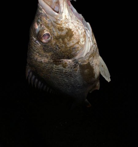 淀川のチニング