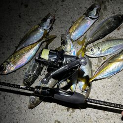 釣り納めアジング🎣