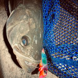 冬のシーバスフィッシング