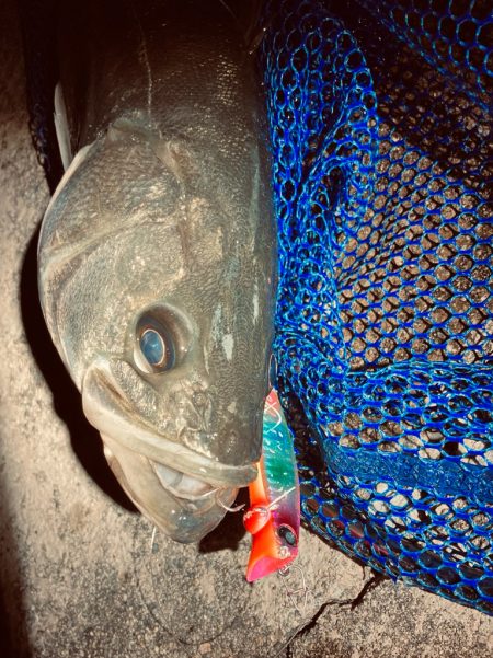 冬のシーバスフィッシング