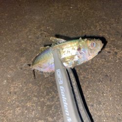 アジングナイトゲーム