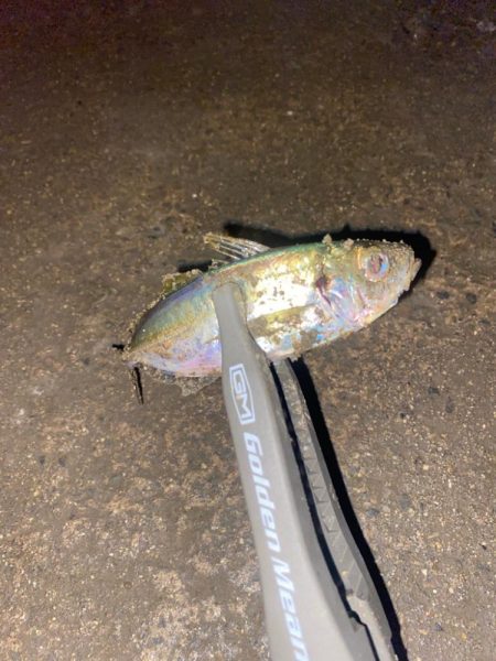 アジングナイトゲーム