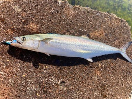 結局マキマキで釣る猫