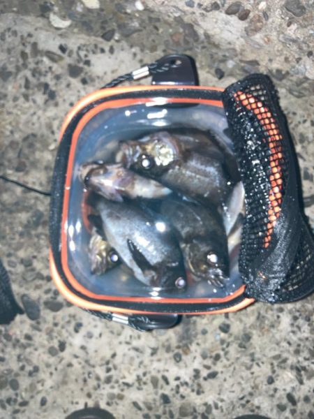 二見メバル釣り