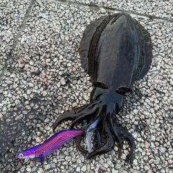 12月も懲りずにエギングで何とかキャッチ!