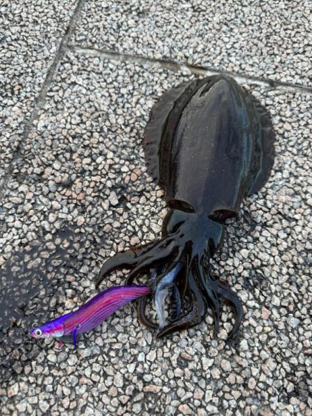 12月も懲りずにエギングで何とかキャッチ！…