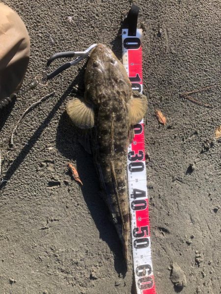 サーフフィッシング