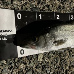 ヒラとマルの混合祭り