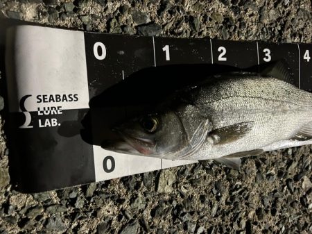 ヒラとマルの混合祭り