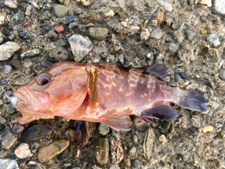 エサヘッド面白すぎにゃ！