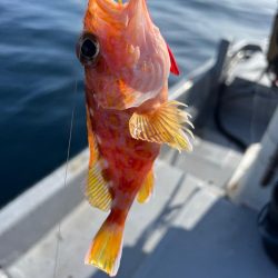 今年最後かな？