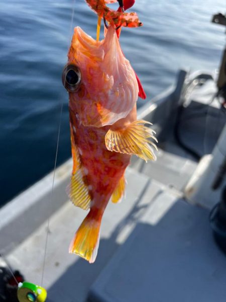 今年最後かな？