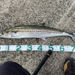 ショアジギング サワラ