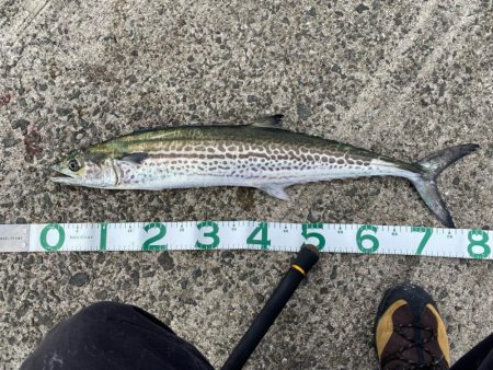 ショアジギング　サワラ