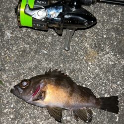 釣り納めメバリング♪