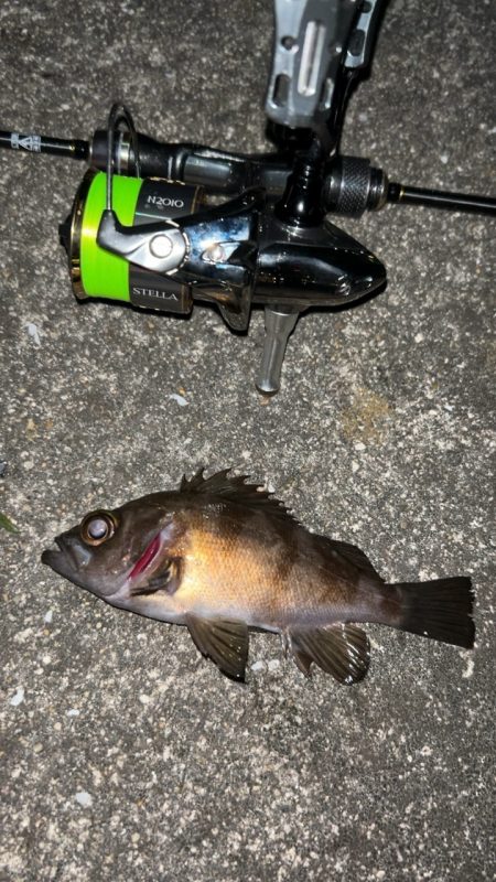 釣り納めメバリング♪