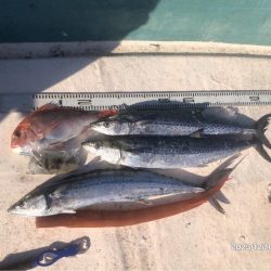 12/10 伊島沖ジギング