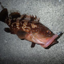 ミッドワインドで良型狙いの夜