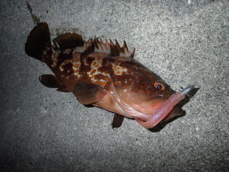 ミッドワインドで良型狙いの夜