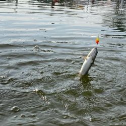 かめプー　エリアトラウト