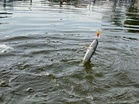 かめプー　エリアトラウト