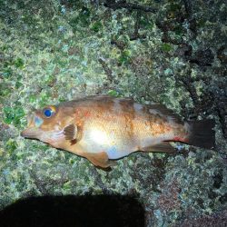 ジグ単で良型メバル