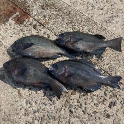 カゴ釣りでグレ