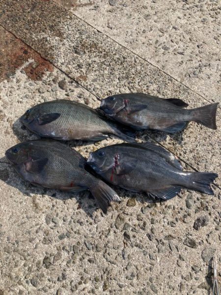 カゴ釣りでグレ