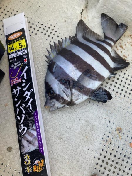 淡路島由良のサンバソウ