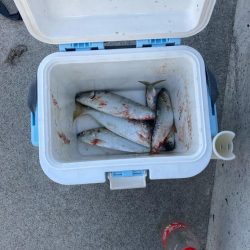 ヒラメ狙いから変更