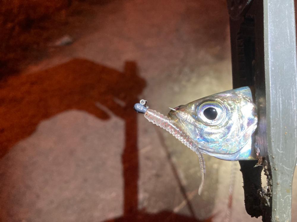 引き続き中アジ調査