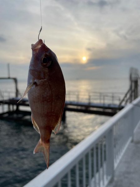 真鯛と夕日
