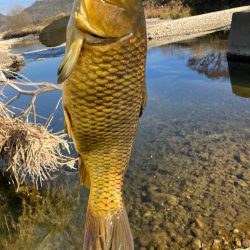 武庫川上流コイ釣行