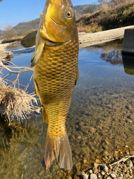 武庫川上流コイ釣行