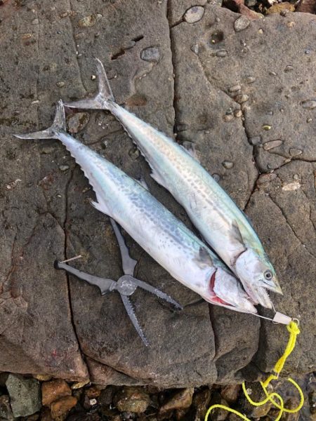 サゴシが食べたくて