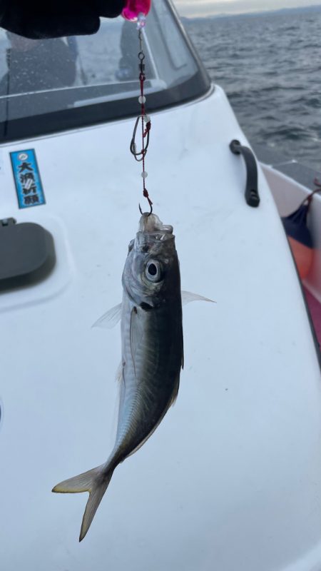 本命ならず(苦笑)