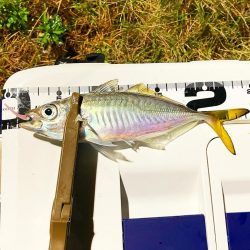 ジグ単de〜アジング♪降られました。