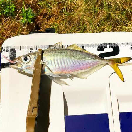 ジグ単de〜アジング♪降られました。