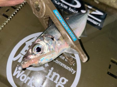 シビアなアタリ