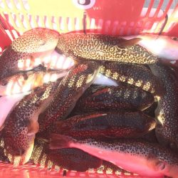 別府沖のカットウ釣り