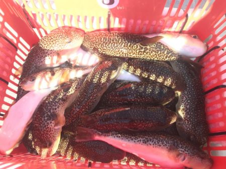 別府沖のカットウ釣り