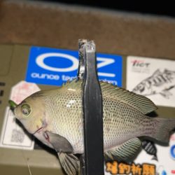 劇寒で1時間釣行