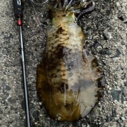 ティップがランランラン！