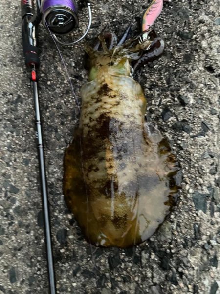 ティップがランランラン！